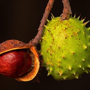 chestnut, buckeye, nut, chestnut fruit, autumn fruit, prickly, chestnut, chestnut, chestnut, chestnut, chestnut, nut