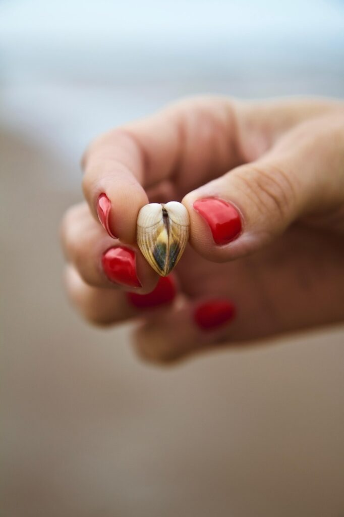 shell, heart, nature background, nature, hand, love, sea, beach, phone wallpaper