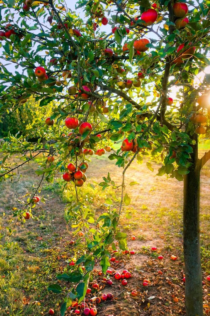 apple tree, apples, nature, light, fall, mood, leaves, windfall, orchards