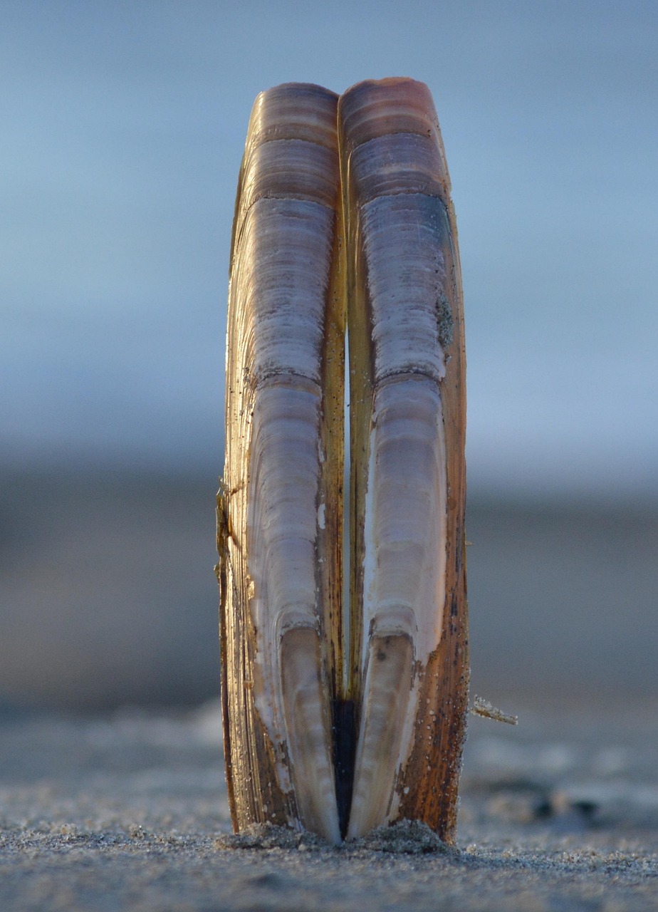 shells, sea, beach, nature, connectedness, sense of security