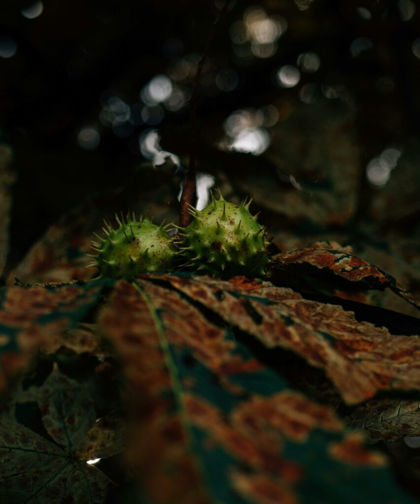 Focused shot of chestnuts with their shells resting on autumn leaves in a forest setting.