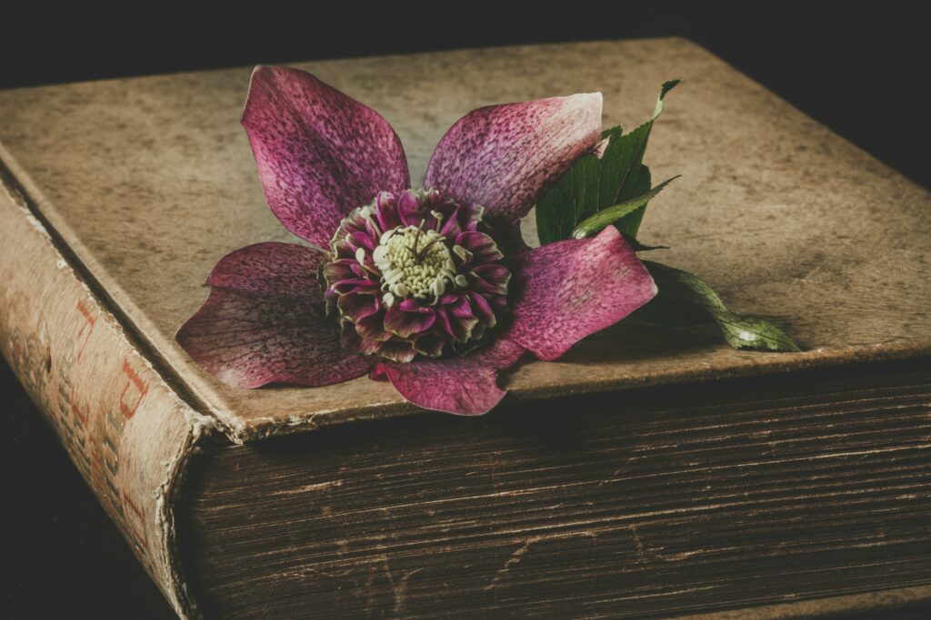 A purple flower delicately placed on an aged book, creating a vintage and textured aesthetic.