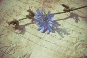 A delicate blue chicory flower resting on an aged handwritten paper, creating a nostalgic feel.