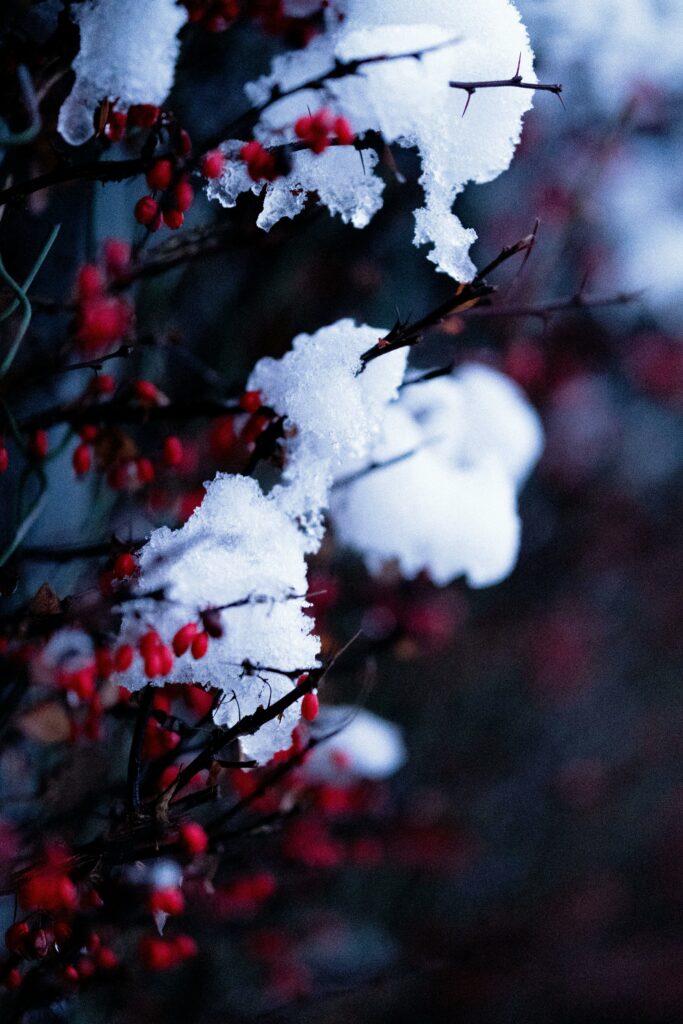 pexels-photo-35375047-35375047