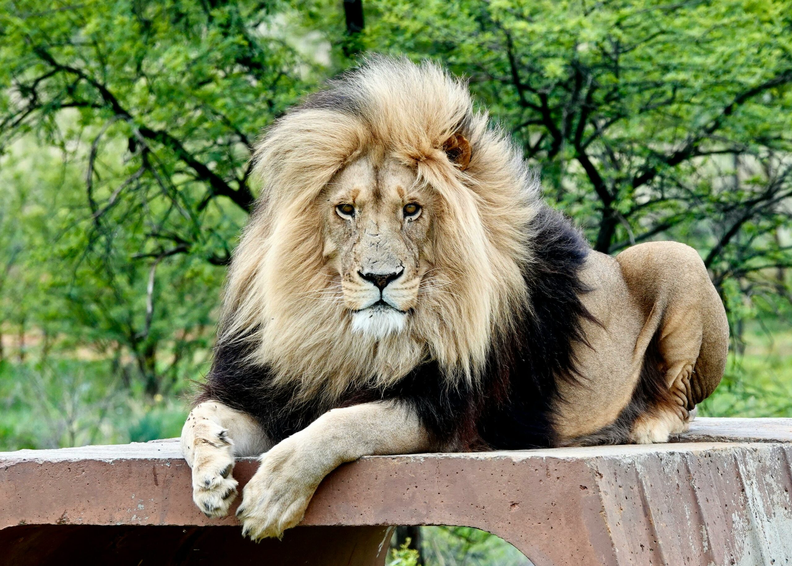 A regal male lion with a full mane resting outdoors, showcasing wildlife beauty.