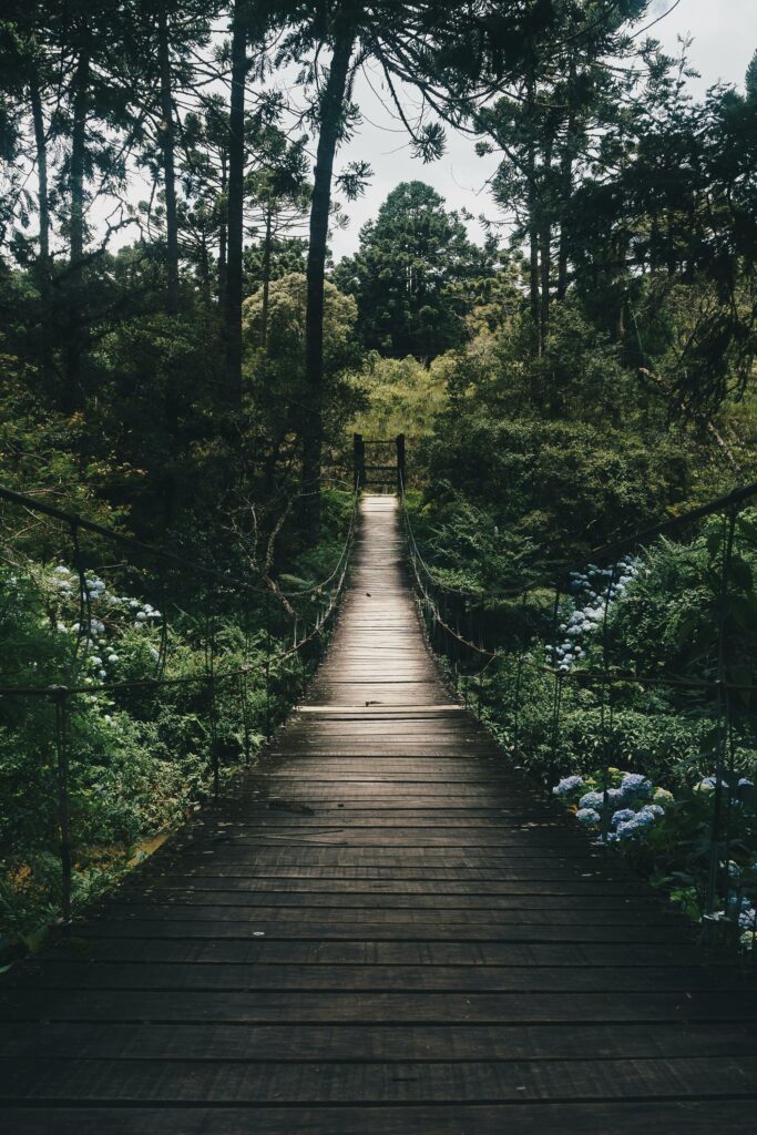 Experience tranquility on a wooden bridge surrounded by lush greenery in a peaceful forest setting.