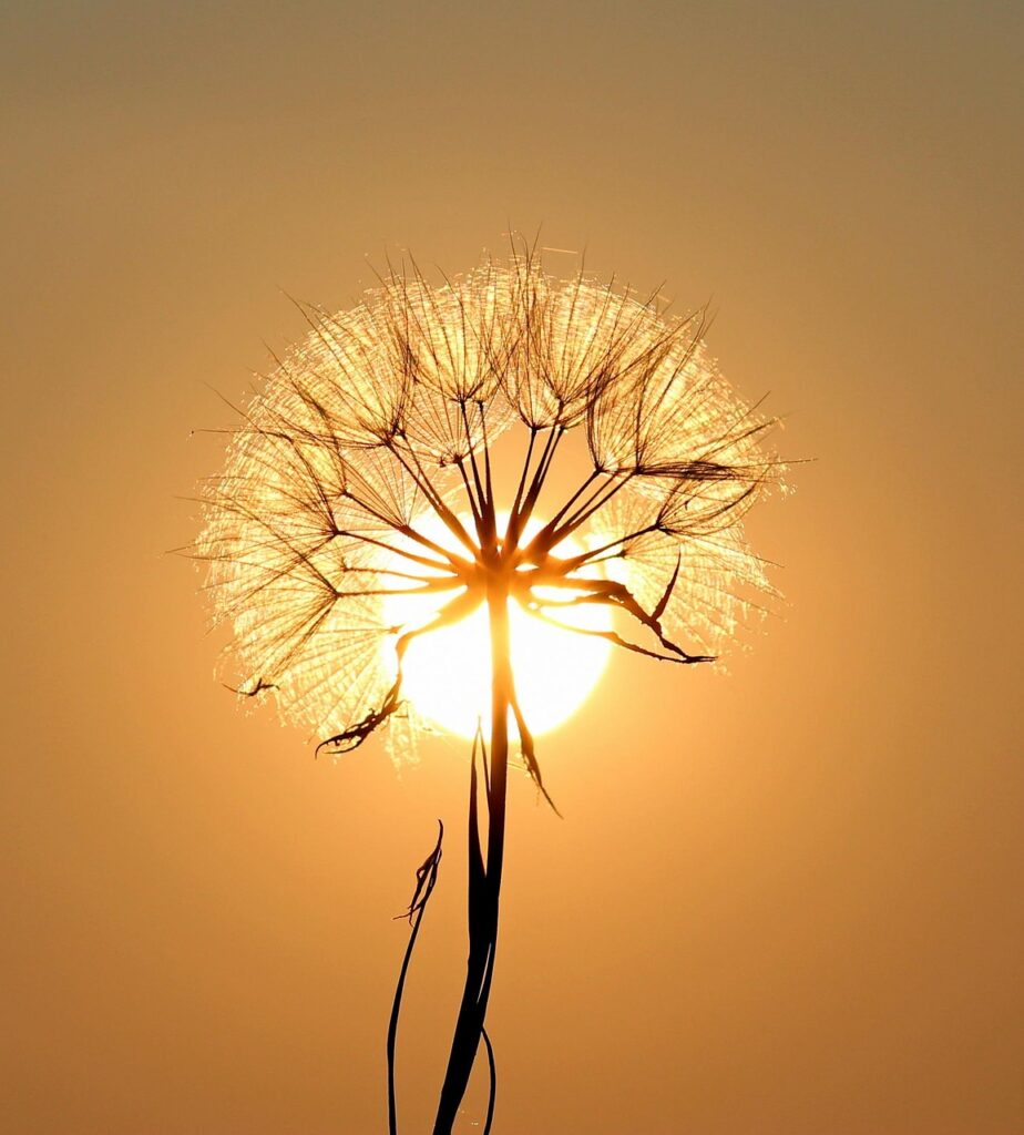 dandelion, sun, beautiful flowers, flower background, backlighting, flower wallpaper, silhouette, flower, seeds, orange sun, sunset, dusk, twilight, nature, orange sky
