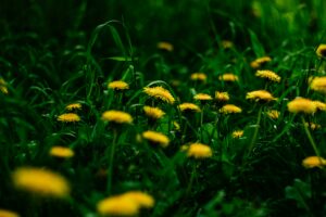 Close-up of dandelions in a green field illustrating nature's beauty and summer growth.