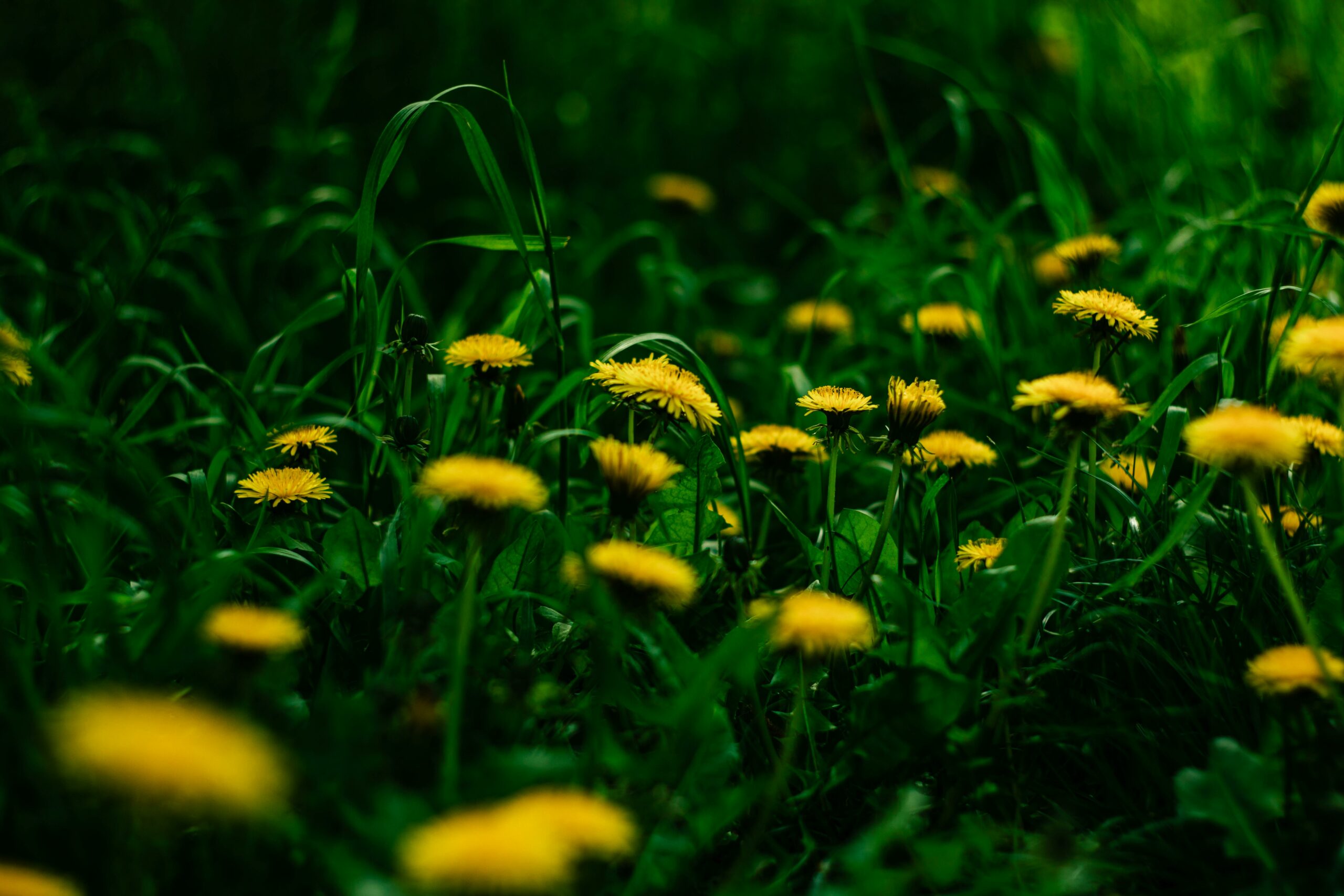 Close-up of dandelions in a green field illustrating nature's beauty and summer growth.