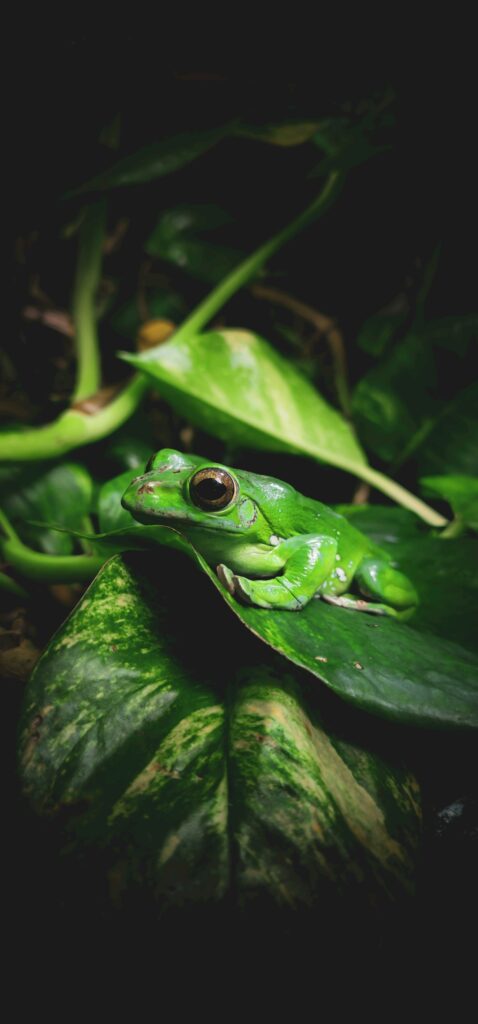 Close-up of a green tree frog resting on a lush leaf in a rainforest setting.