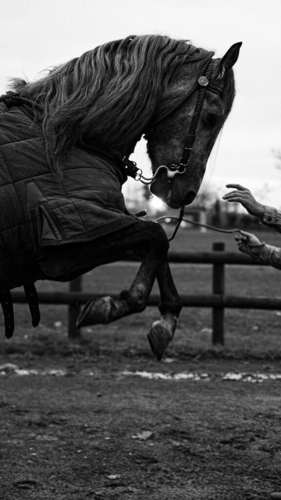A powerful black horse in motion captured in black and white. Ünye, Türkiye.