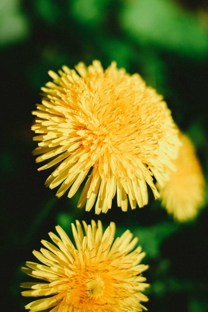 Close-up of vibrant dandelions in full bloom, showcasing bright yellow petals in a spring garden.