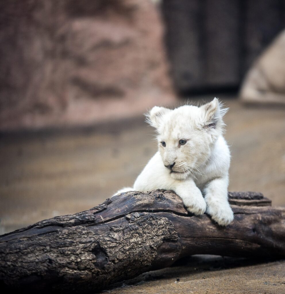 lion, white lion, big cat, mane, eyes, nature, wallpapper, animal, predator, rare, pet, animal portrait, cat, female, lion cub, graceful, lovely