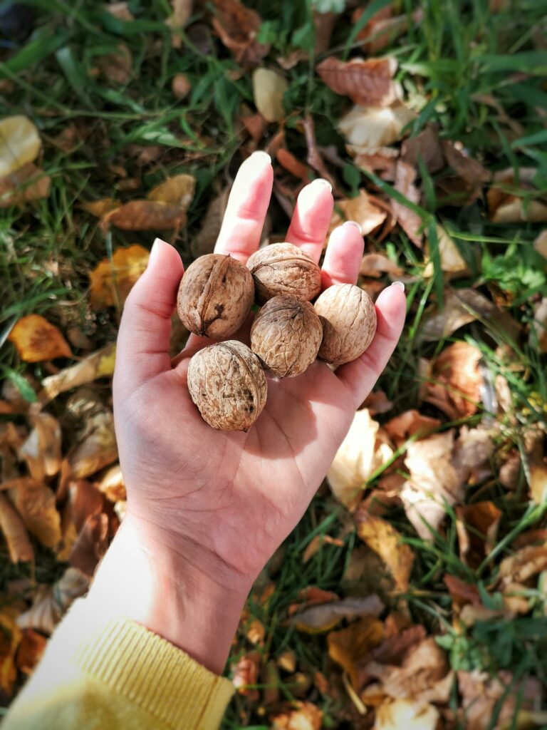 A hand gently cradles walnuts amidst vibrant autumn leaves in a Greek forest.