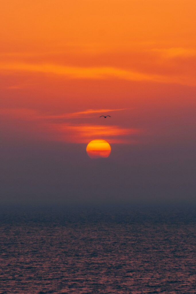 A tranquil scene of the sun rising over the ocean with a bird in flight, offering a peaceful start to the day.