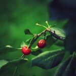 A vibrant close-up of red cherries hanging on a branch surrounded by lush green leaves.