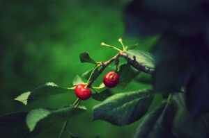 A vibrant close-up of red cherries hanging on a branch surrounded by lush green leaves.