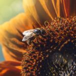 bee, nature, flower wallpaper, sunflower, flower, beautiful flowers, flower background, insect, sun
