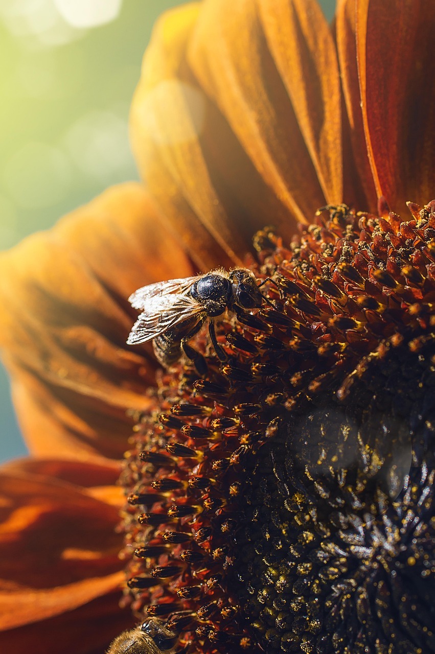 bee, nature, flower wallpaper, sunflower, flower, beautiful flowers, flower background, insect, sun