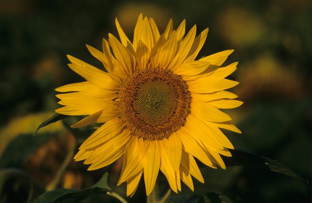 A stunning close-up of a sunflower in full bloom, showcasing its vibrant yellow petals and textured center.