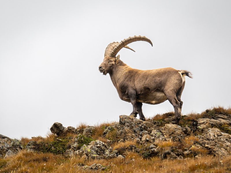 ibex, capricorn, wildlife, animal, horns, mammal, nature, steinbock, alpine, wild, mountains, wallis, switzerland