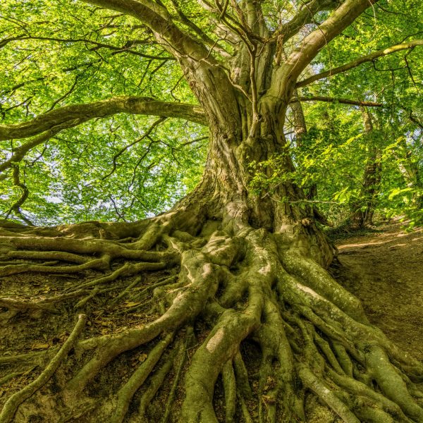 Captured in summer, a grand tree with sprawling roots offers a serene natural landscape.